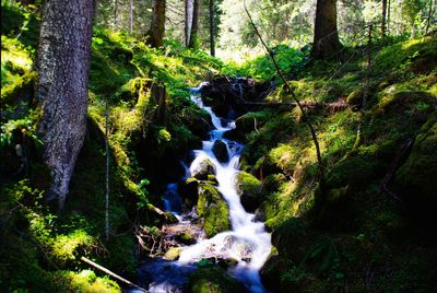 Scenic view of waterfall in forest