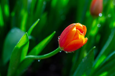 Close-up of wet orange tulip blooming in park during sunny day
