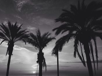 Low angle view of palm trees against cloudy sky