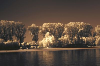 Trees by lake against sky