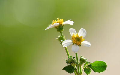 Close-up of white flowering plant