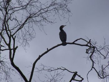 Low angle view of birds perching on branch