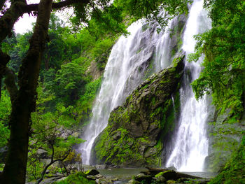 Scenic view of waterfall in forest