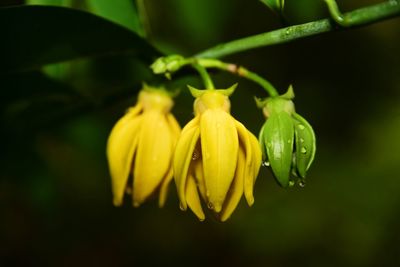 Close-up of yellow flowering plant