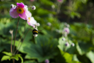 Close-up of bee flying over pink flowers