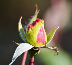 bud