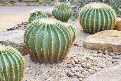 Close-up of succulent plant on field