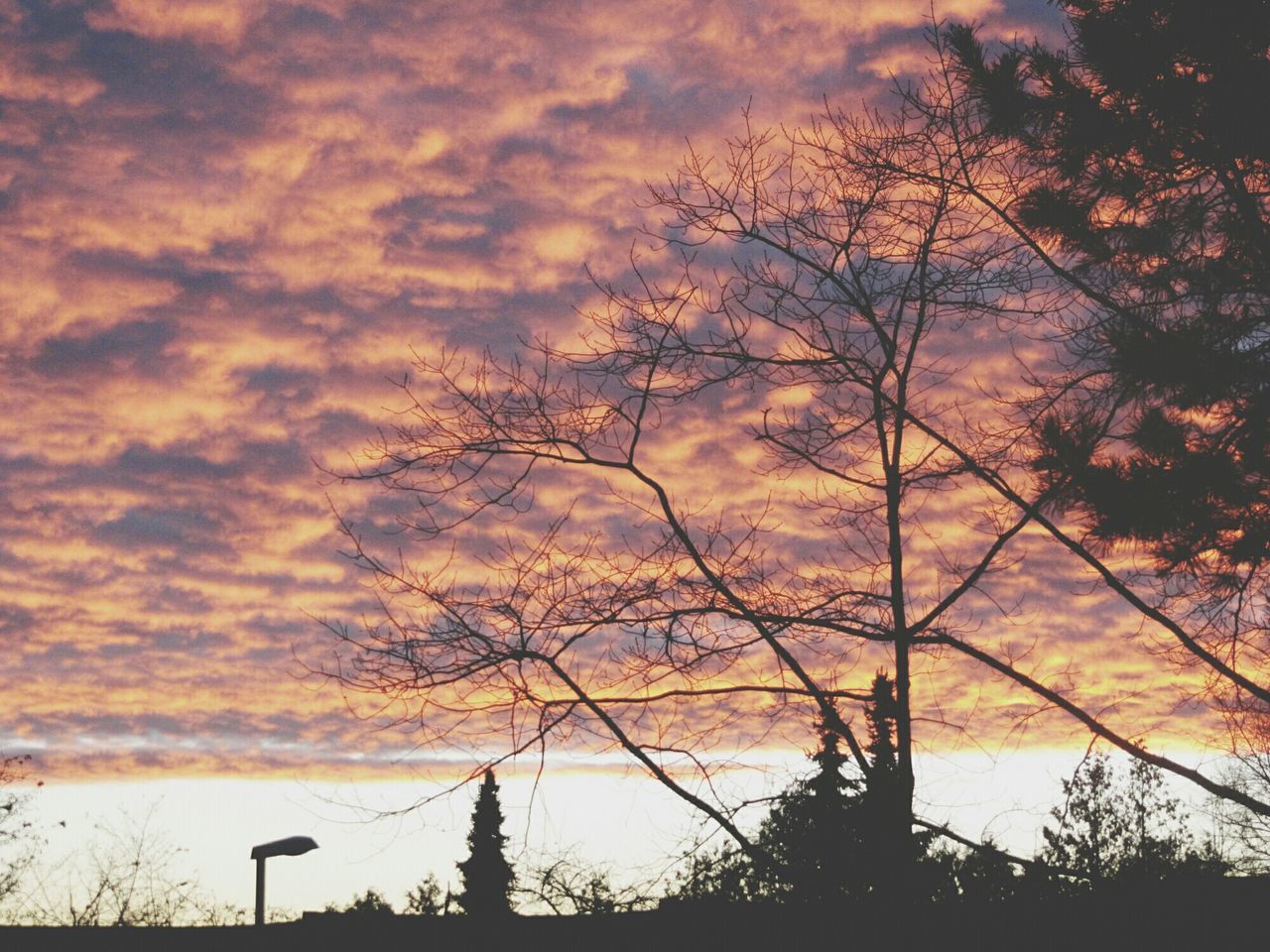 sunset, tree, silhouette, sky, bare tree, orange color, tranquility, cloud - sky, scenics, beauty in nature, tranquil scene, branch, nature, cloud, idyllic, cloudy, outdoors, no people, dramatic sky, low angle view