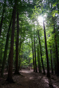 Trees growing in forest