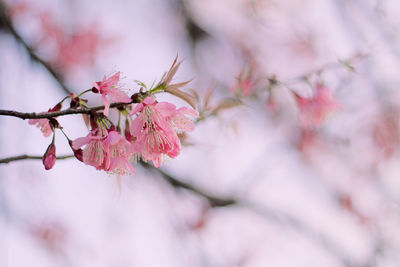 Close-up of pink cherry blossom tree