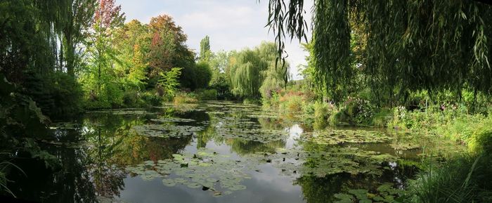 Reflection of trees in lake