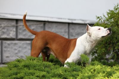 Side view of a dog looking away