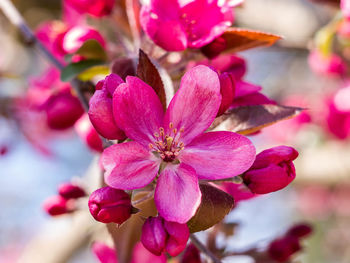 Close-up of pink flowers