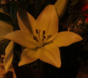 Close-up of flower blooming outdoors