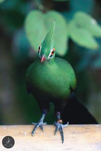 Close-up of bird perching on leaf