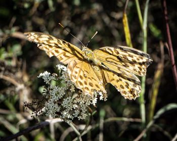 Close-up of butterfly pollinating flower