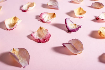 High angle view of dried leaves on white background