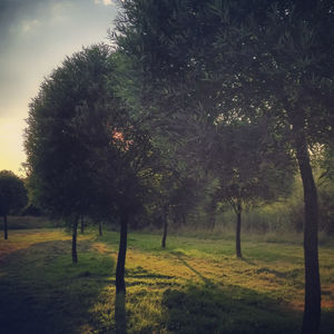 Trees growing on field