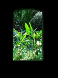 View of plants through window