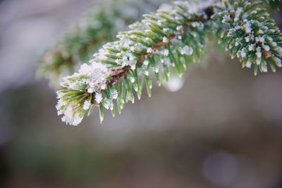 Close-up of frost on evergreen branch