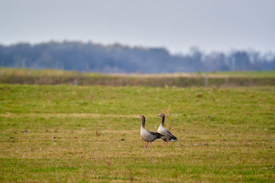 Bird on a field