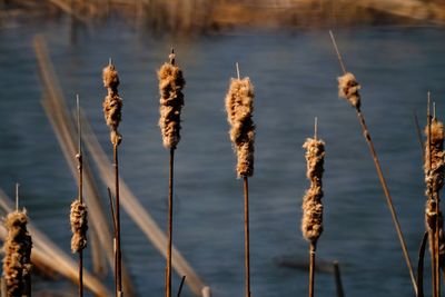 Close-up of dry plants against calm lake