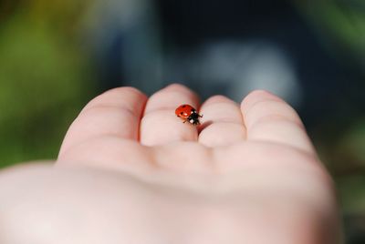 Close-up of hand holding small