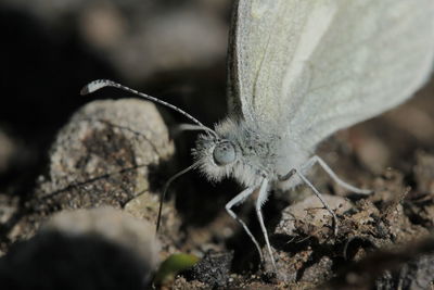 Close-up of butterfly on plant