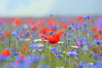 Close-up of red poppy flowers in field