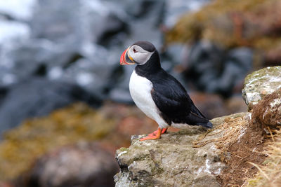 Close-up of bird perching on rock