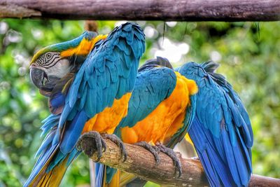 Close-up of parrot perching on branch