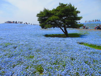 View of trees in water