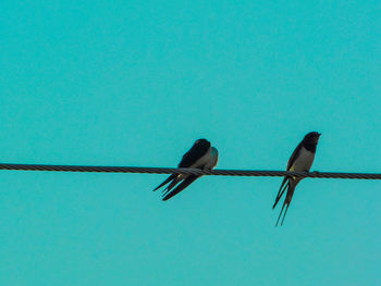 Low angle view of bird perching on cable against clear blue sky