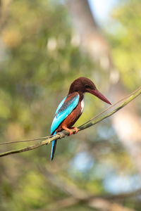 Close-up of white-throated kingfisher