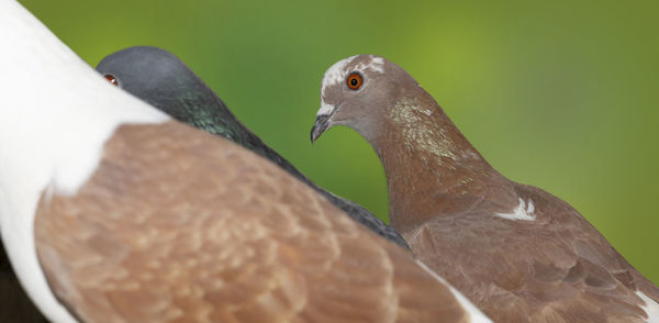 Close-up of birds