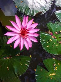 High angle view of flower blooming outdoors