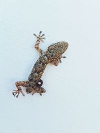 Close-up of spider on white background