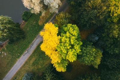 High angle view of yellow flowering plants on land