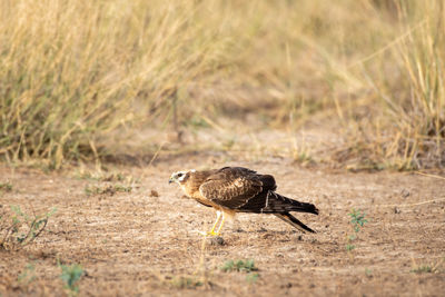 Side view of a bird on field