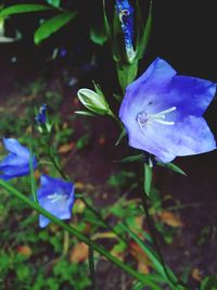 Close-up of purple flowers