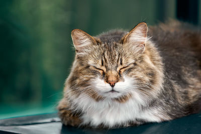 Beautiful fluffy young male cat lies on a metal canopy at home and relaxes with eyes closed. 