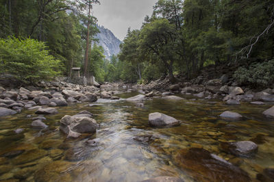 River flowing through forest