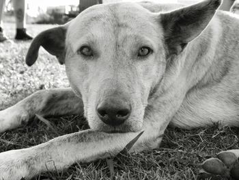 Close-up portrait of dog lying on grass