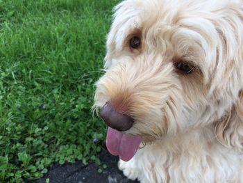 Close-up portrait of a dog