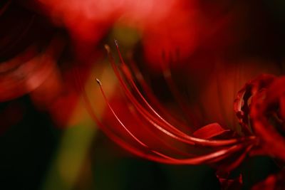 Close-up of red flower