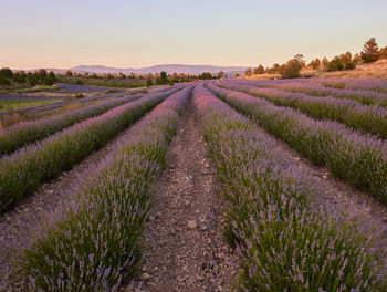 Scenic view of agricultural field