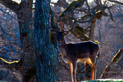 Deer standing in a forest