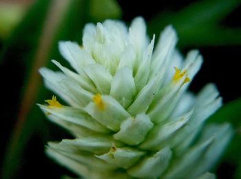 Close-up of white flowers