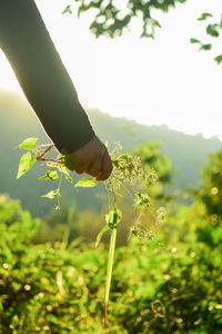 Close-up of hand holding flowering plant on field