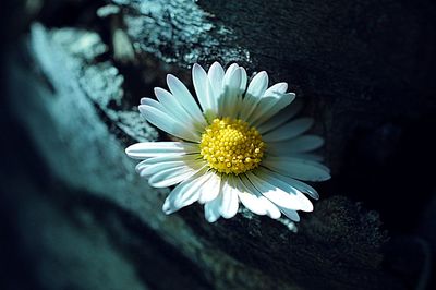 Close-up of white daisy flower